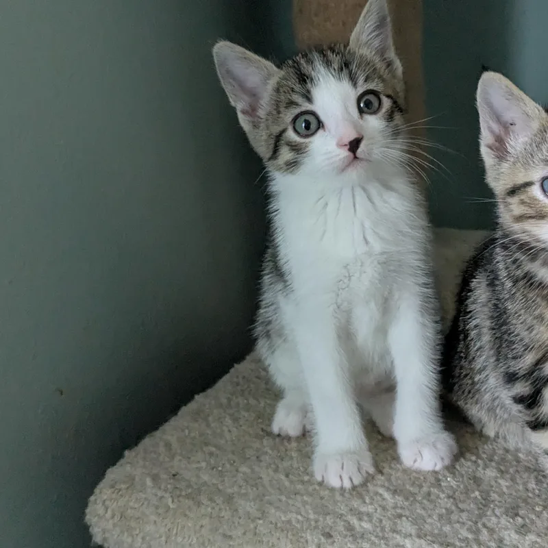 A baby medium-sized male White Tabby cat named Benedict for adoption in San Juan Capistrano, CA