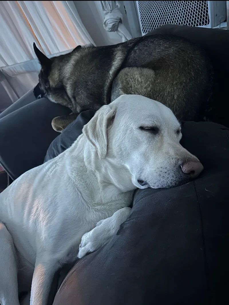 Luna and Sammy