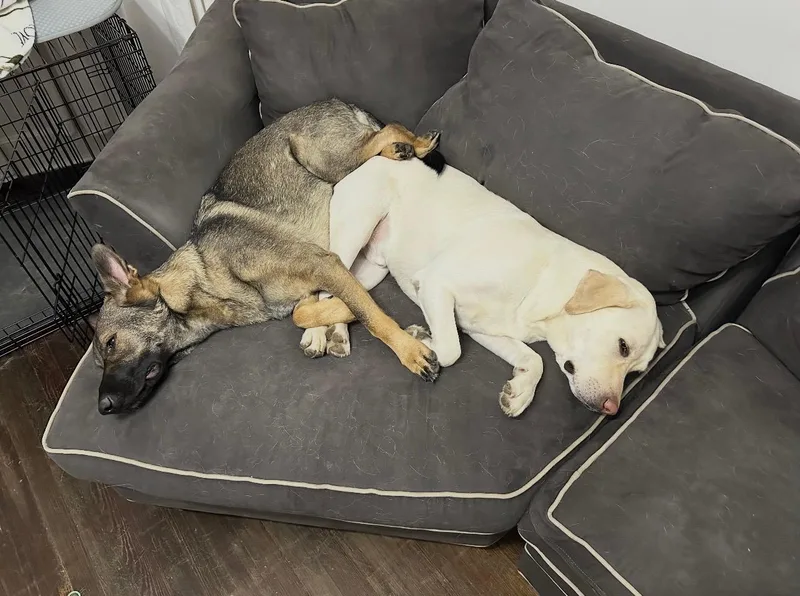 Luna and Sammy thumbnail 4