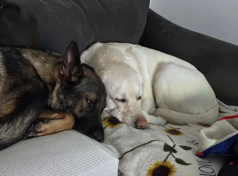 Luna and Sammy thumbnail 6