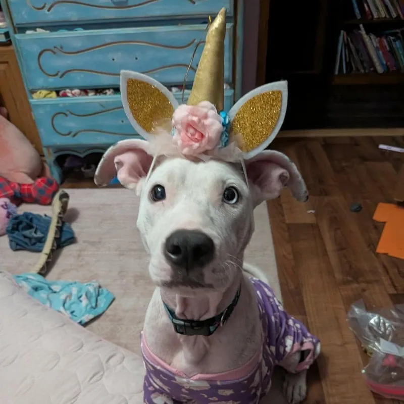 Dolly aka Fleur de thumbnail 3