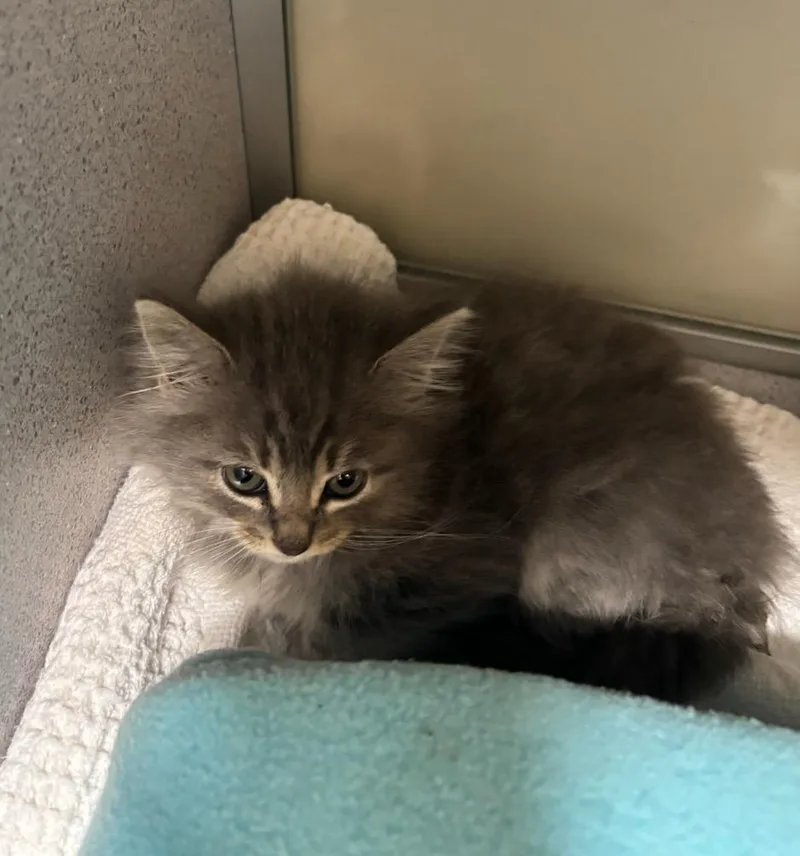 A baby small-sized female Domestic Long Hair cat named Chipmunk for adoption in Liverpool, NY