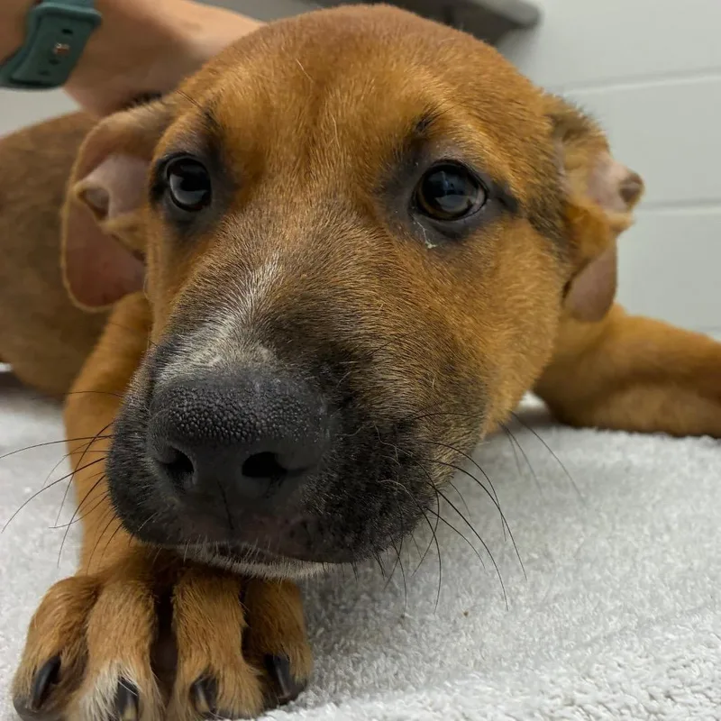 A baby small-sized male Shepherd dog named Luigi for adoption in Corpus Christi, TX