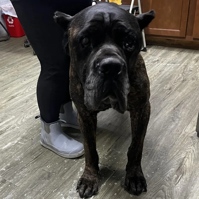 A senior extra large-sized male Cane Corso dog named Bravo for adoption in Summerville, SC