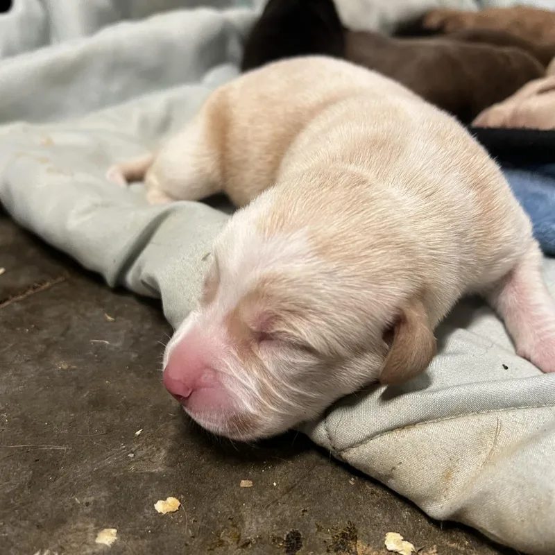 A baby small-sized male White / Cream Labrador Retriever dog named Dill for adoption in Hohenwald, TN