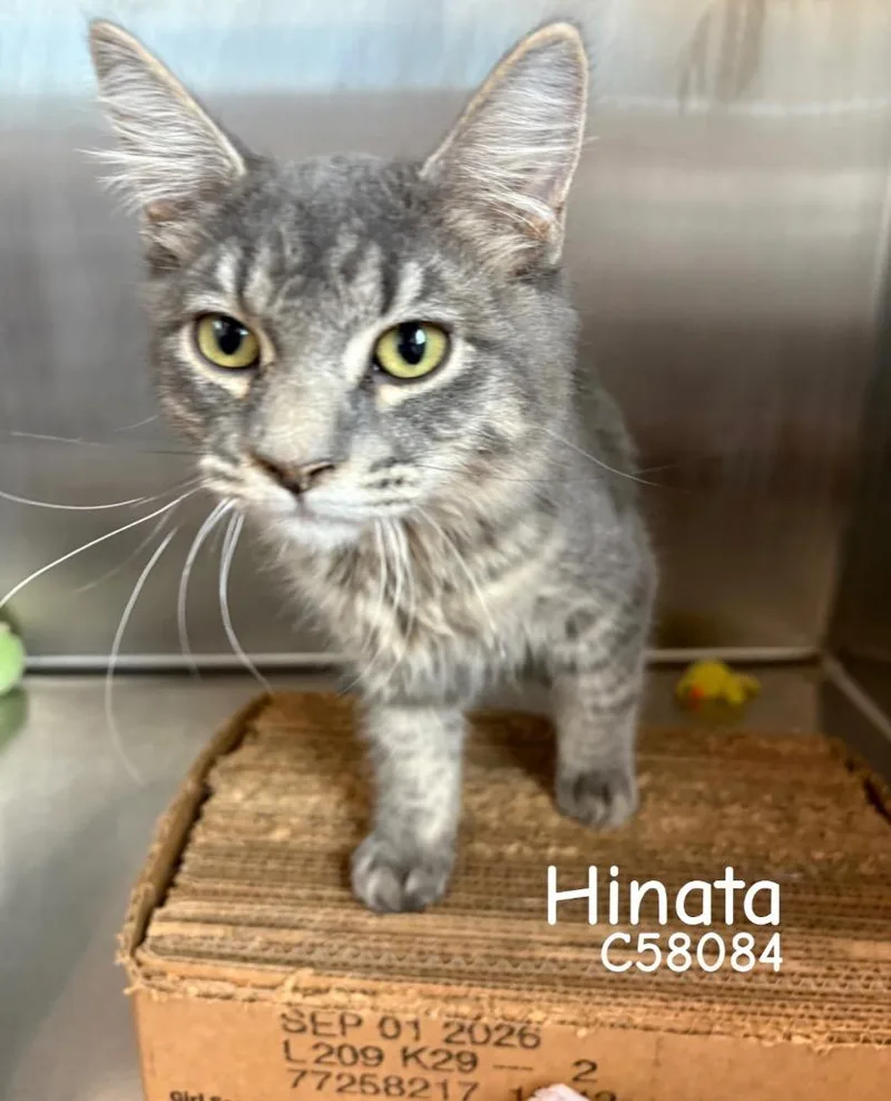 A young medium-sized female Domestic Medium Hair cat named Hinata for adoption in Clarksville, TN
