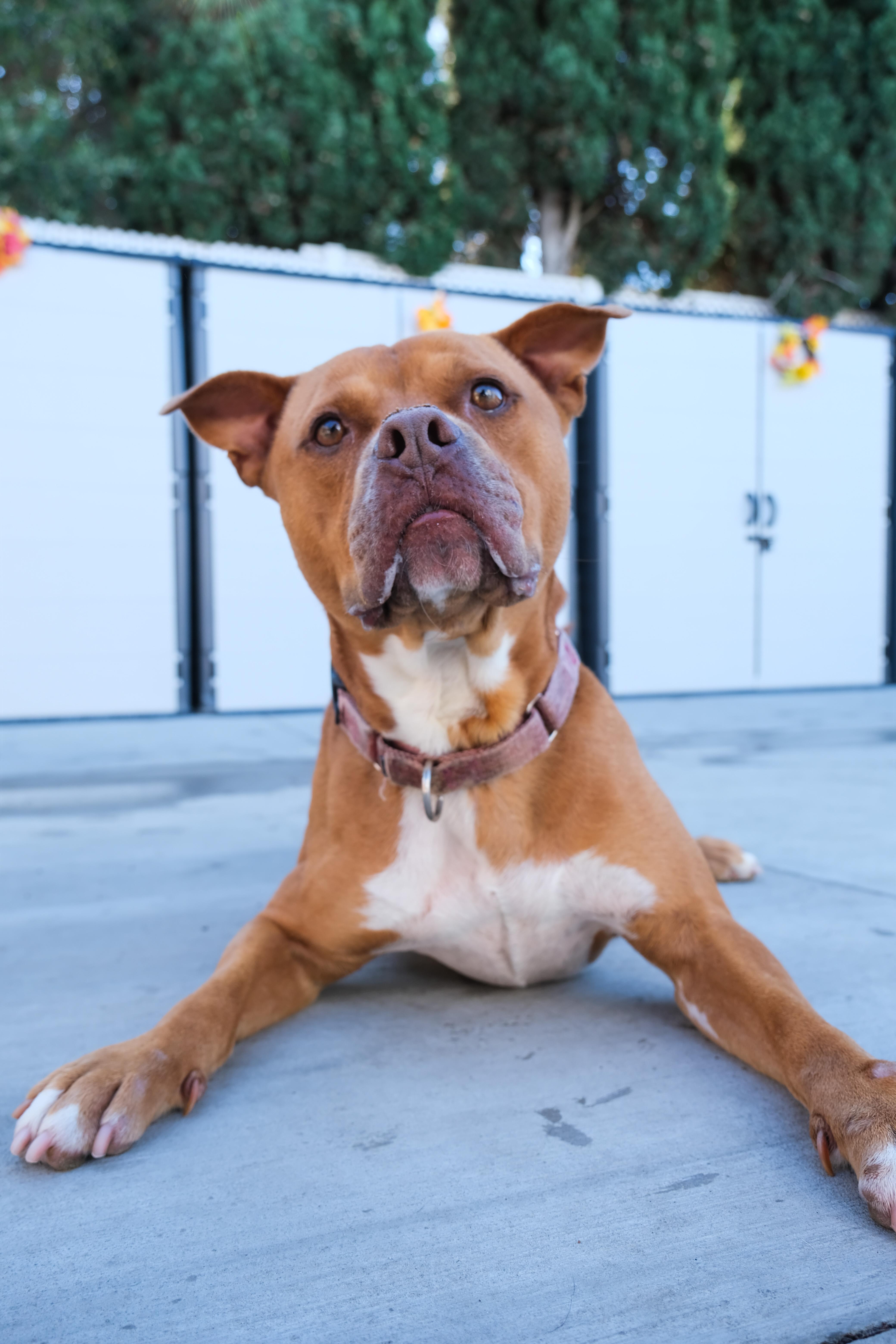An adult medium-sized male Red / Chestnut / Orange Pit Bull Terrier dog named King for adoption in Newport Beach, CA