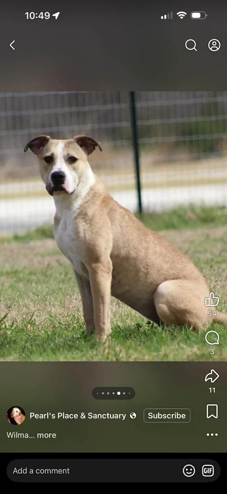 An adult medium-sized female Tricolor (Brown, Black, & White) Pit Bull Terrier dog named Wilma for adoption in Rockland, WI