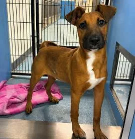 A baby medium-sized female Mixed Breed dog named Heidi for adoption in West Chester, PA