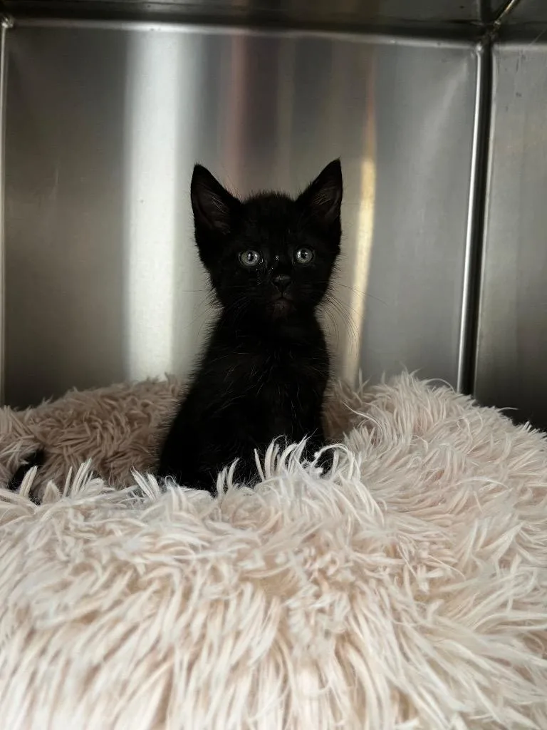 A baby small-sized male Domestic Short Hair cat named Ferb for adoption in Clinton, SC