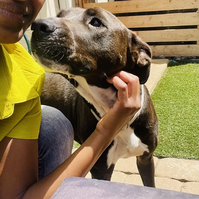 A young medium-sized female Brown / Chocolate Mixed Breed dog named Hazel for adoption in Houston, TX
