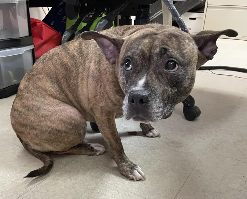 An adult medium-sized female Pit Bull Terrier dog named Luna Hold for adoption in Canton, OH