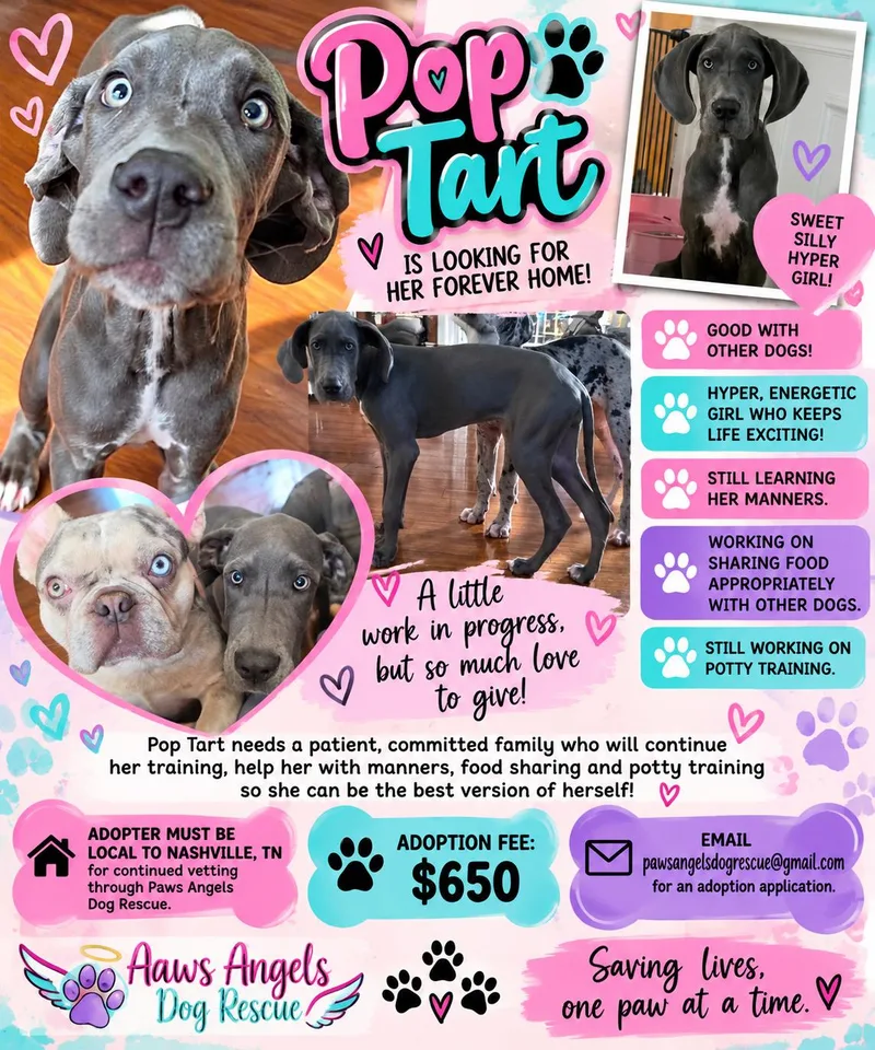 A young extra large-sized female Great Dane dog named PopTart for adoption in Antioch, TN