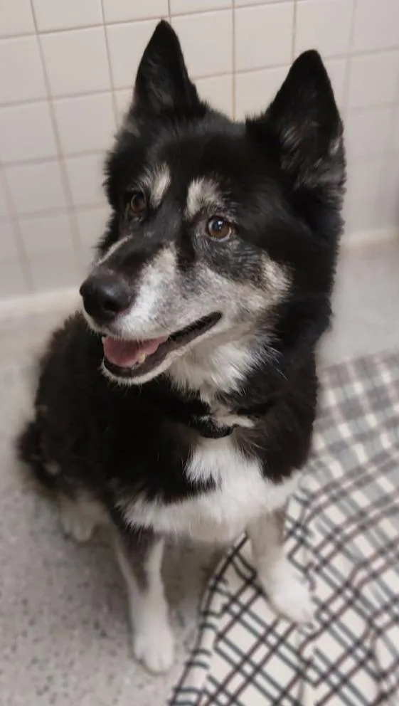 An adult large-sized female Husky dog named Rosie for adoption in Saint Clairsville, OH