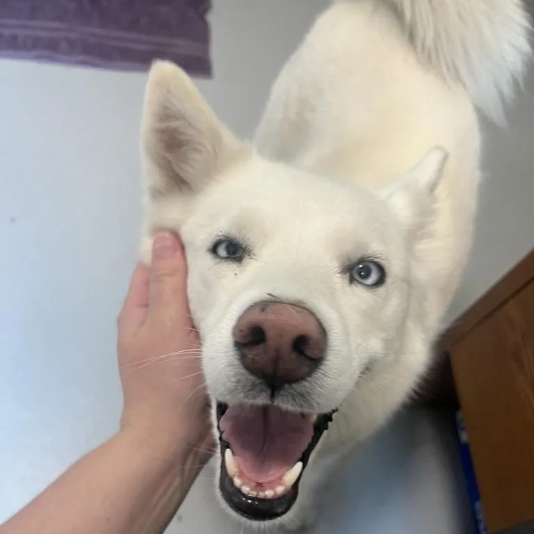 An adult medium-sized female White / Cream Siberian Husky dog named Winter for adoption in Driggs, ID