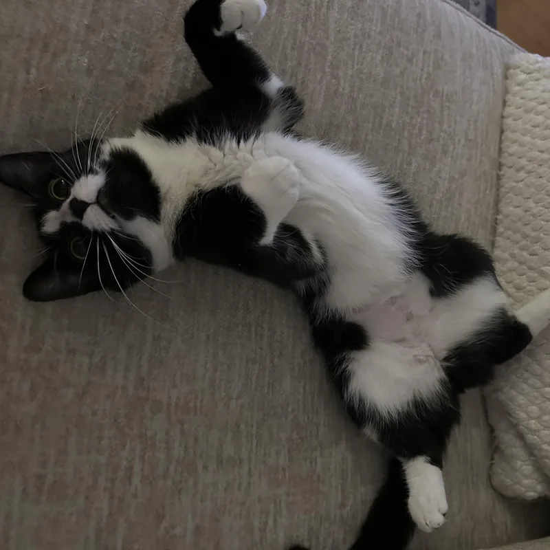 A young medium-sized female Black & White / Tuxedo Domestic Short Hair cat named Princess Belle for adoption in Scranton, PA