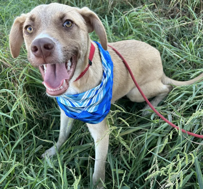 A young medium-sized male Gray / Blue / Silver Weimaraner dog named Miky for adoption in Bell Gardens, CA