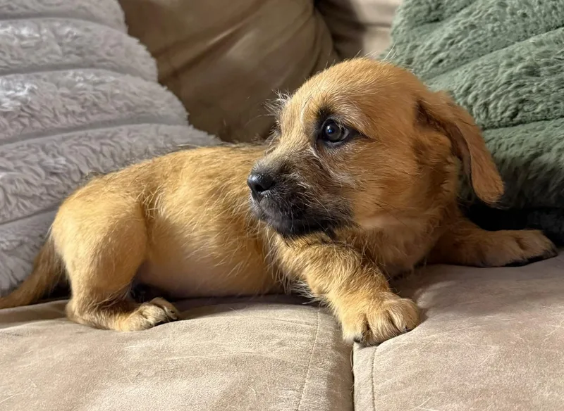 Maple