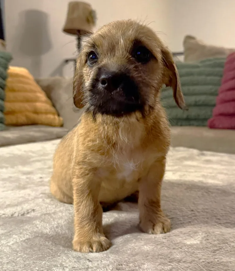 Maple thumbnail 4
