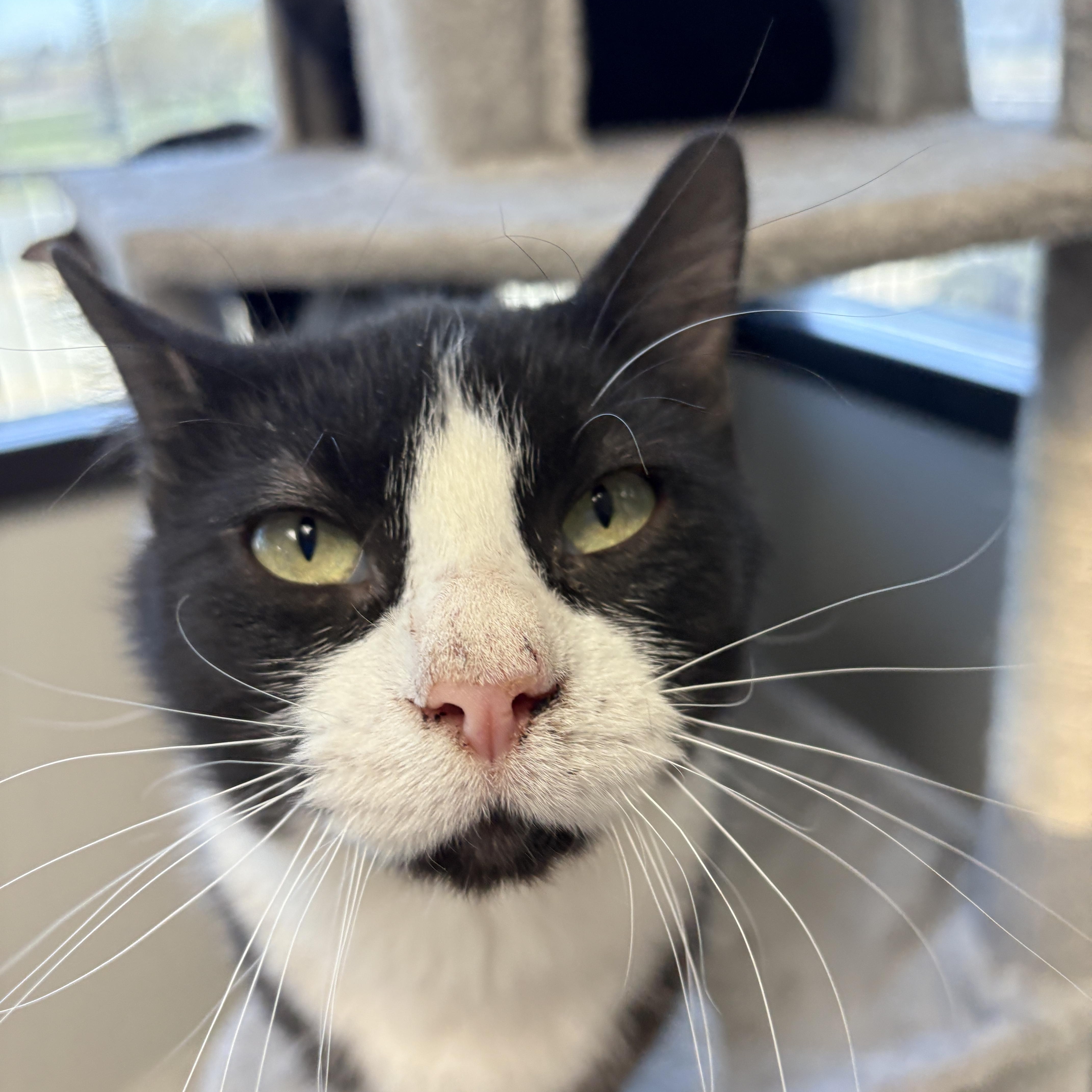 A young large-sized male Black & White / Tuxedo Domestic Short Hair cat named Coco for adoption in Monticello, IA