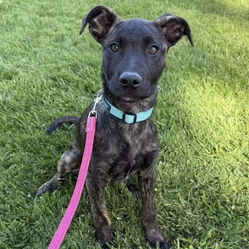 A young medium-sized female Black Belgian Shepherd / Malinois dog named Hope for adoption in Van Nuys, CA