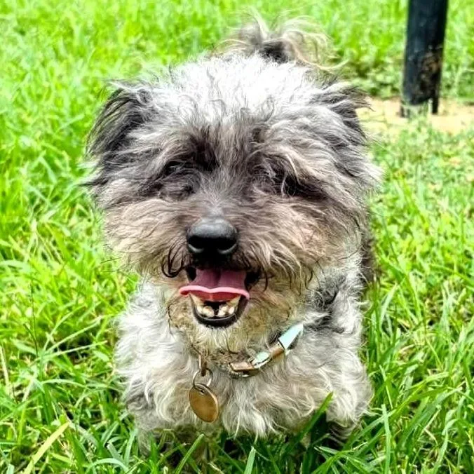 An adult small-sized male Gray / Blue / Silver Yorkshire Terrier dog named Jupitar for adoption in Shawnee, KS