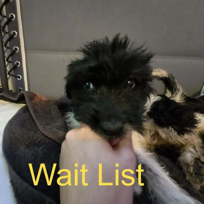 A baby small-sized male Standard Poodle dog named Love Bug for adoption in Livingston, TX
