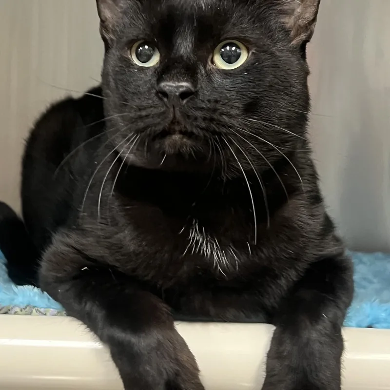 An adult large-sized male Domestic Short Hair cat named Marvin for adoption in Johnston, RI