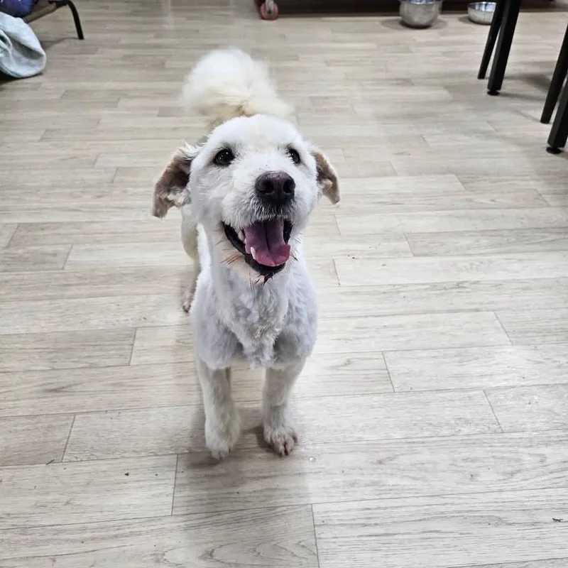 Jinro Hw+ thumbnail 3