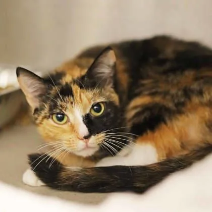 Daffodil thumbnail 2