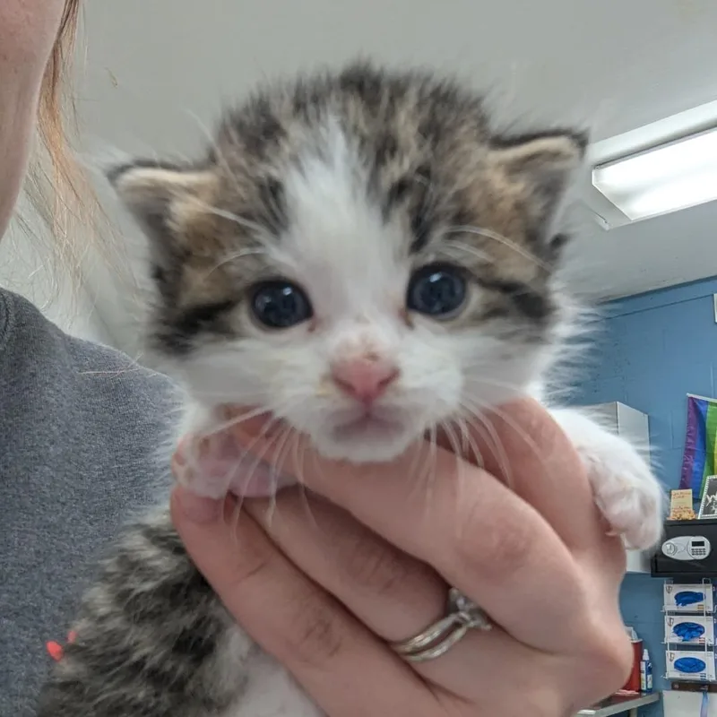 A baby small-sized male Brown / Chocolate Domestic Short Hair cat named Chess for adoption in Indianapolis, IN