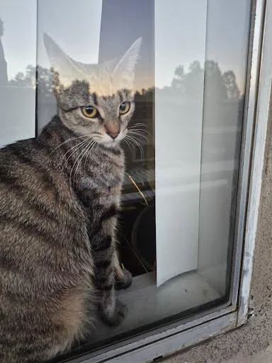 A young small-sized female Tabby (Brown / Chocolate) Domestic Short Hair cat named Juno for adoption in Elk Grove, CA