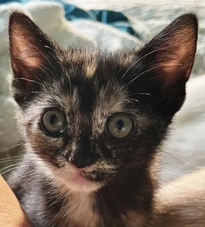 A baby small-sized female Domestic Short Hair cat named Honey Bear for adoption in Port Saint Joe, FL