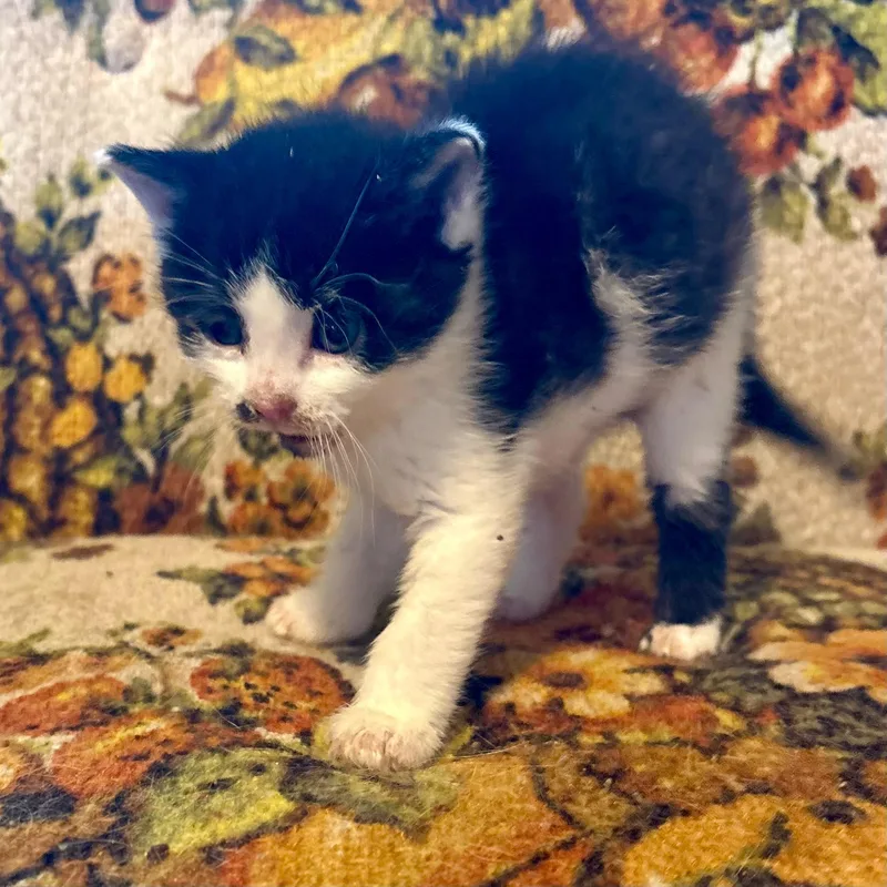 A young medium-sized male Black & White / Tuxedo Domestic Short Hair cat named Screaming for adoption in Akron, OH