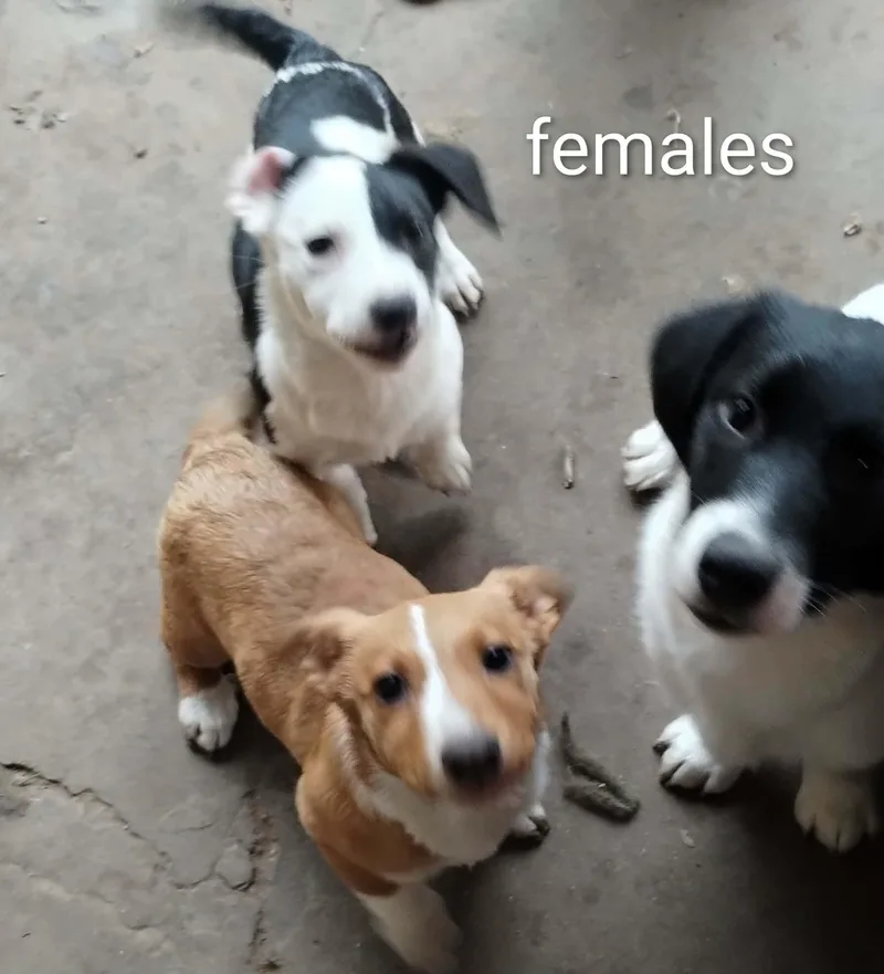 Bluebonnet thumbnail 2