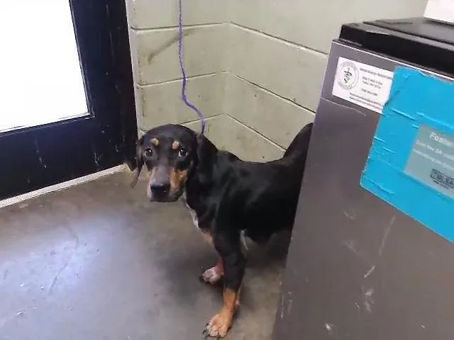 An adult medium-sized female Doberman Pinscher dog named Shuka for adoption in Tulsa, OK