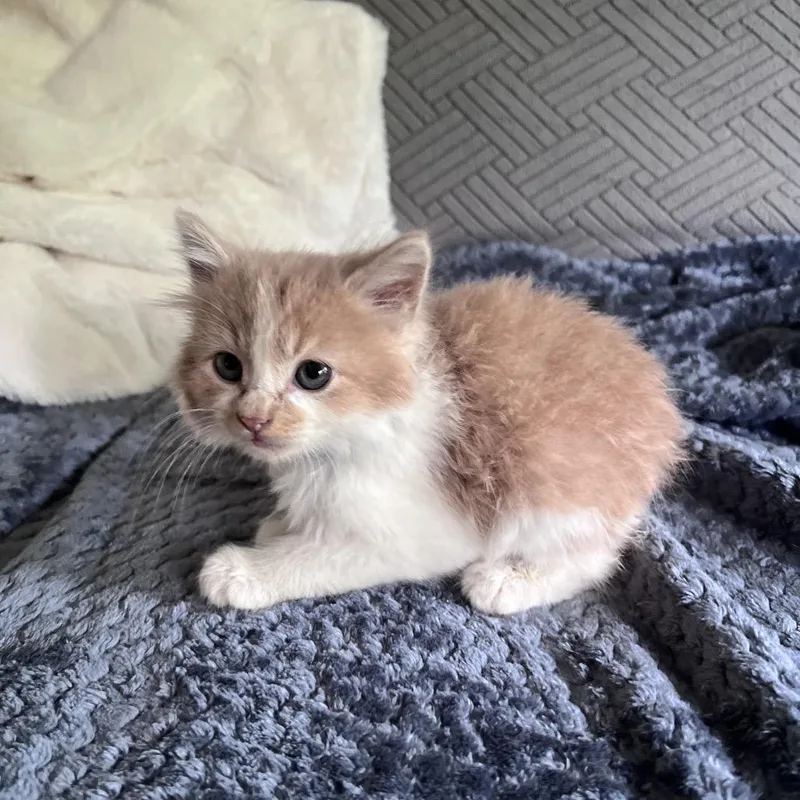 A baby small-sized male Orange / Red Domestic Short Hair cat named Corn for adoption in Auburn, AL