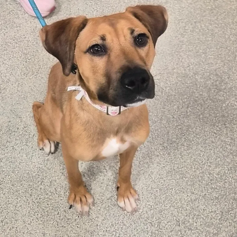 A young medium-sized female Yellow / Tan / Blond / Fawn Mixed Breed dog named Missy Elliot for adoption in Jacksonville, FL