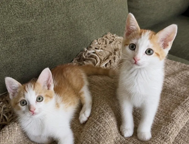 A baby medium-sized male Orange / Red Domestic Short Hair cat named Breakfast Club Ccc for adoption in San Luis Obispo, CA