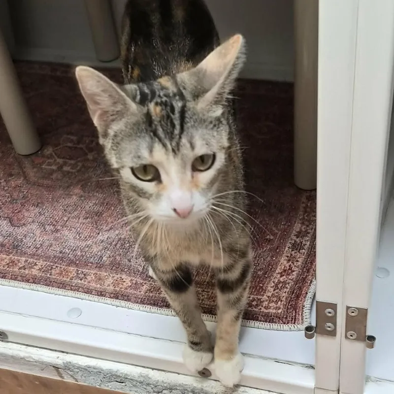 Sweet Jean thumbnail 4