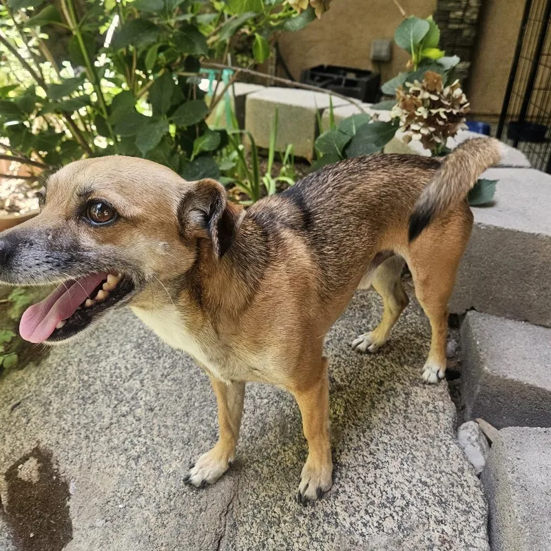 An adult small-sized male Red / Chestnut / Orange Mixed Breed dog named Dino for adoption in Fresno, CA