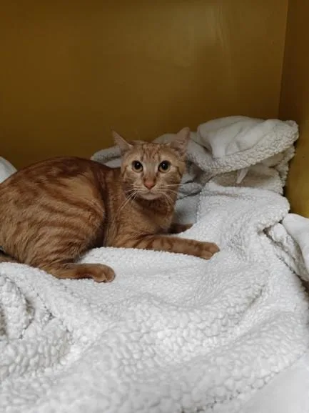 A young large-sized female Domestic Short Hair cat named Karen From Hr for adoption in Los Angeles, CA