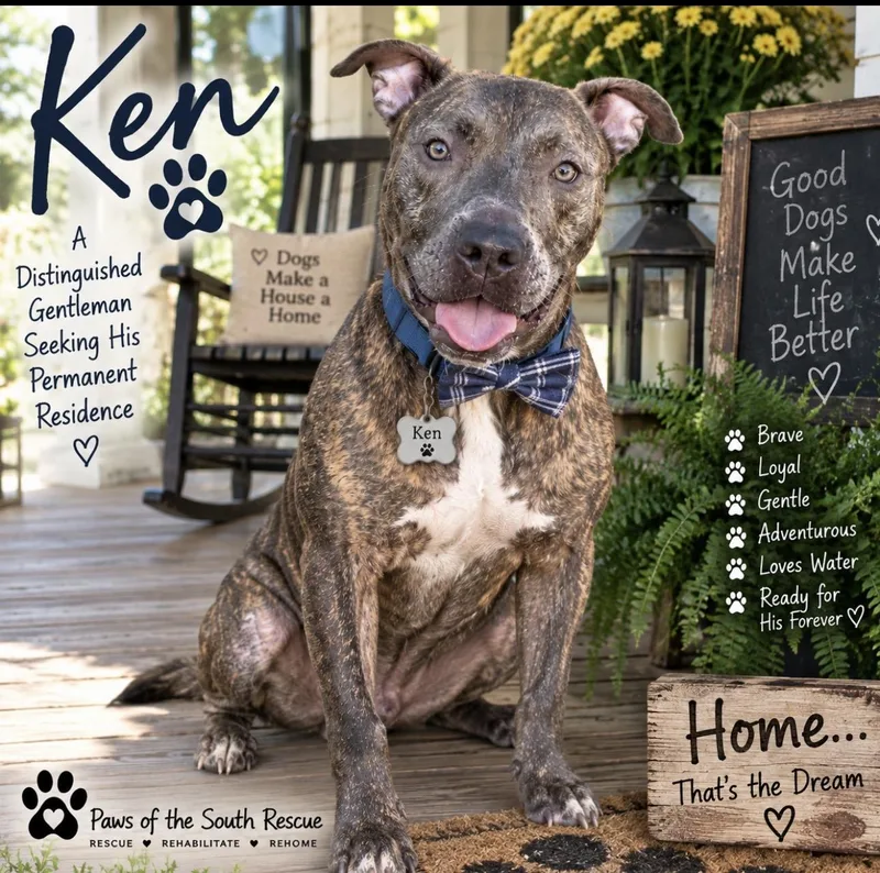 An adult large-sized male Brindle American Staffordshire Terrier dog named Ken for adoption in CUMMING, GA