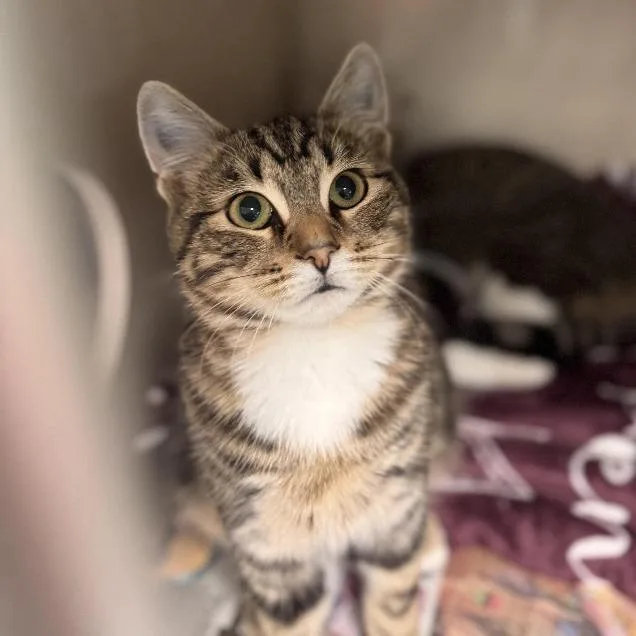 A young large-sized male Domestic Short Hair cat named Screech for adoption in Pottsville, PA
