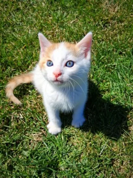 A baby small-sized male Domestic Short Hair cat named Rohan for adoption in Hagerstown, MD