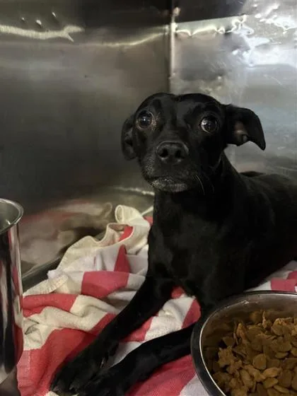 A young medium-sized male Black Chihuahua dog named 61579061 for adoption in El Paso, TX