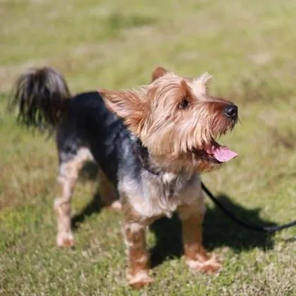 An adult small-sized male Black Yorkshire Terrier dog named Onyx The Fun Police for adoption in Atlanta, GA