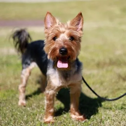 Onyx The Fun Police thumbnail 2