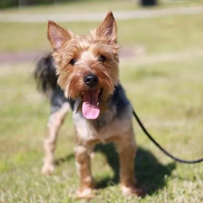 Onyx The Fun Police thumbnail 3