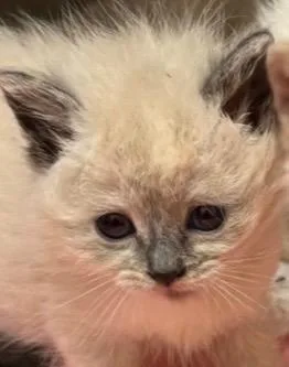 A baby small-sized female Siamese cat named Sorin for adoption in Elizabethton, TN
